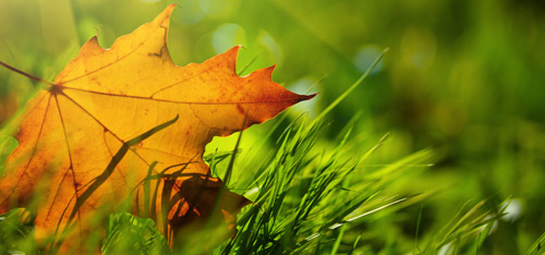 Leaf Management