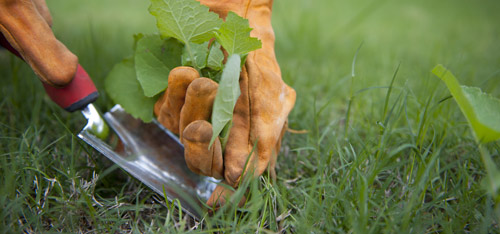 Garden Weeding