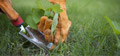 Garden Weeding